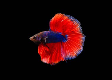 renkli daha iyi balık, balık, Siyam mücadele balık mücadele siyah arka plan üzerinde Pla-kad ısırma balık Tay, kırpma yolu dahil izole