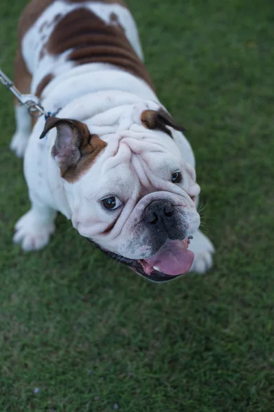 Blanco Inglés Bulldog stand on green grass — Foto de Stock