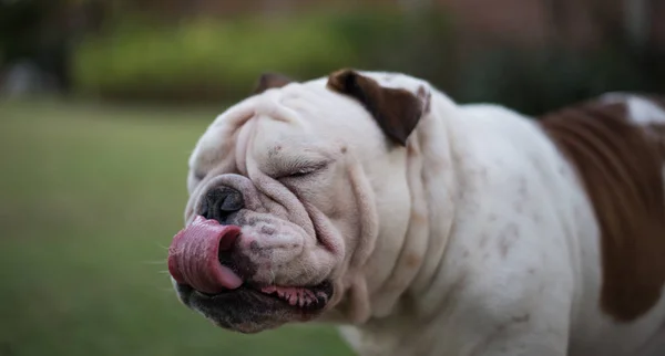 Inglese bulldog spettacolo lingua e chiudere occhio — Foto Stock