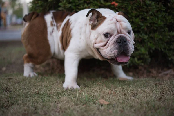 Blanco Inglés Bulldog orinar sobre la hierba en el parque — Foto de Stock