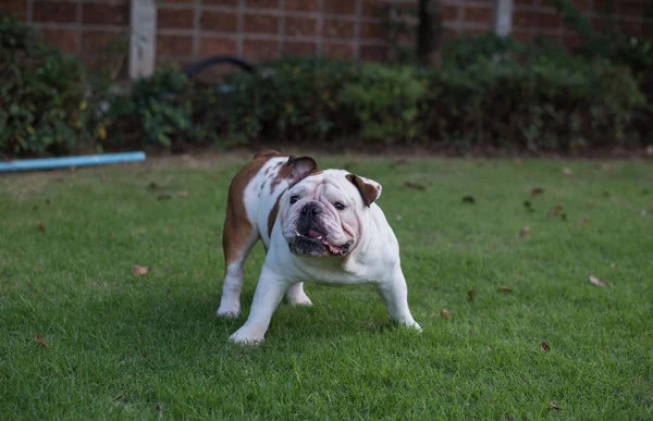 Bianco Bulldog inglese stare sull'erba e minacciare nel parco — Foto Stock