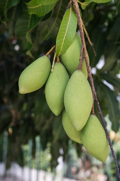 Close up green mangoes on mango tree — Stock Photo, Image