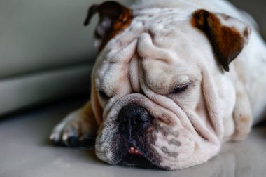 İngilizce bulldog başkanı yerde uyu