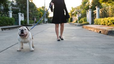 Bir kadın İngilizce Bulldog ile sokakta yürüyor