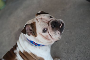 İngilizce Bulldog kafa kameraya bakın