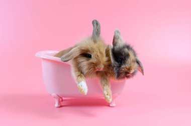 pembe arka plan, Bunny, banyo üzerinde pembe küvet içinde iki kahverengi tüylü tavşan alanı Kopyala