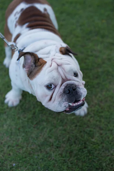 Primer plano Bulldog inglés blanco de pie sobre la hierba — Foto de Stock