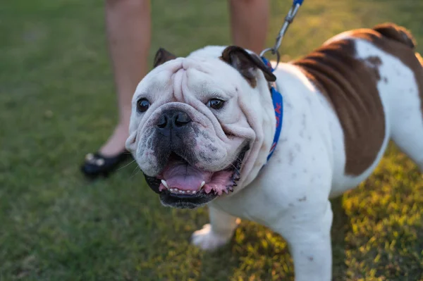 Close up Bulldog inglese bianco in piedi sull'erba — Foto Stock