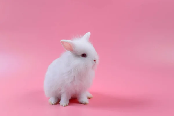 Biały, puszysty króliczek na różowym tle. — Zdjęcie stockowe