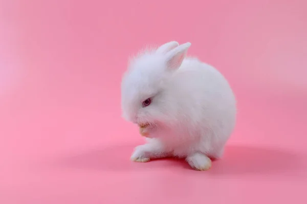 Белый пушистый кролик на розовом фоне — стоковое фото