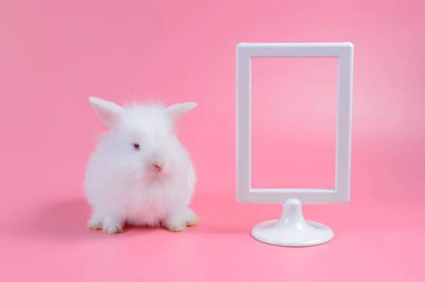 White rabbit sitting and white picture frame on pink background, with copy space for write text — Stock Photo, Image