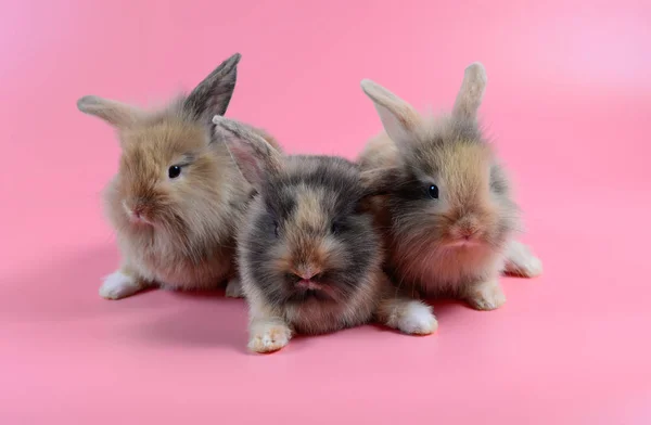 Three fluffy brown bunny on clean pink background, little rabbit — Stock Photo, Image