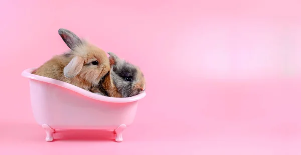 Two brown fluffy bunny in pink bathtub on pink background, with copy space — Stock Photo, Image