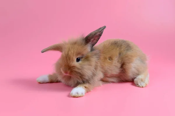 Пушистый коричневый кролик сидит на чистом розовом фоне, маленький кролик — стоковое фото