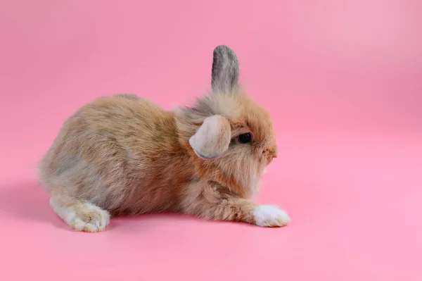 Flauschige braune Hasen sitzen auf sauberem rosa Hintergrund, kleines Kaninchen — Stockfoto
