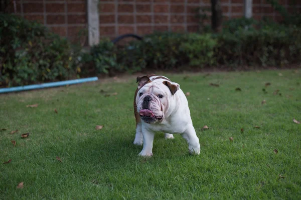 Bianco inglese Bulldog passeggiata e mostrare la lingua su erba verde nel parco — Foto Stock
