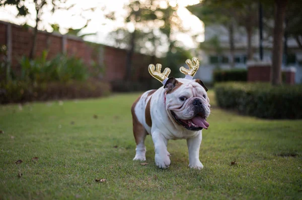 Altın boynuz yürüyüş Park ile İngilizce Bulldog