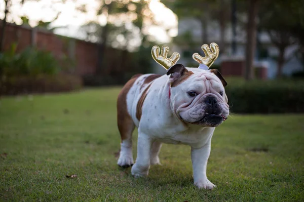 Bulldog Inglês com chifre de ouro passeio no parque — Fotografia de Stock