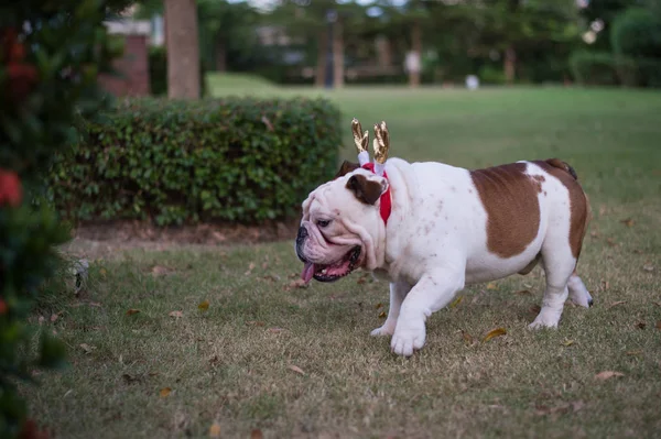 İngilizce Bulldog ile parkta altın boynuz gezinti