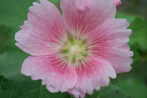 Flor rosa de cerca, macrofotografía — Foto de Stock