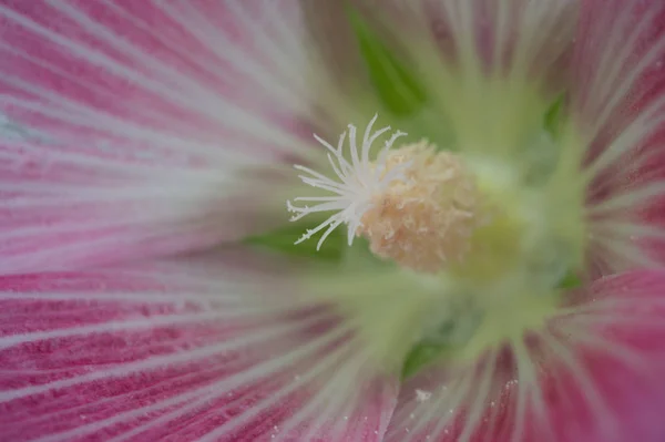 Fiore rosa da vicino, macrofotografia — Foto Stock