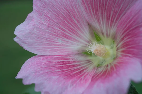 Розовый цветок крупным планом, макрофотография — стоковое фото