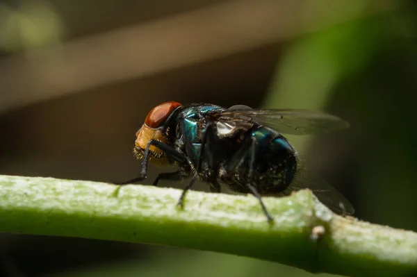 Fly sit on green stick, close up — Stock Photo, Image