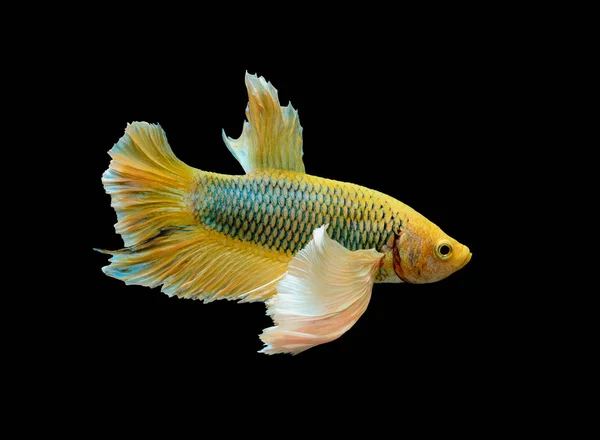 Yellow betta fish, Siamese fighting fish isolated on black background,  Pla-kad biting fish Thai, Clipping path included — Stock Photo, Image