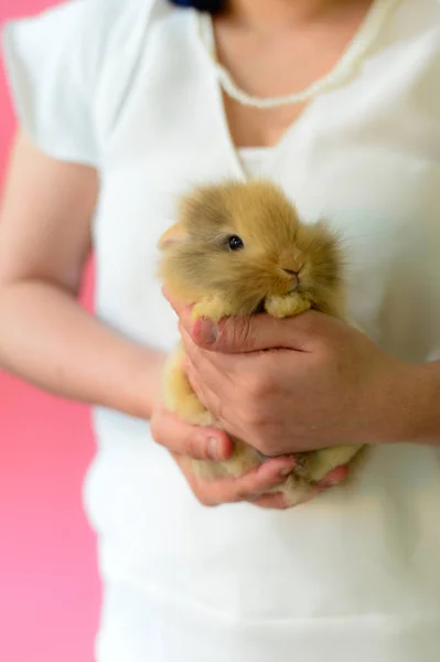 Brown rabbit sleep on hand of woman who wear white shirt on pink background — Stock Photo, Image