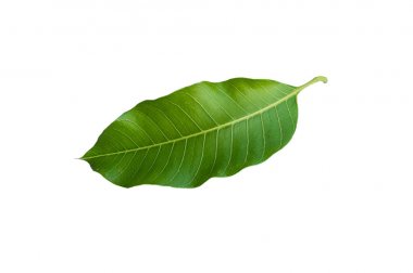 Mango ayrı tut moduyla beyaz zemin üzerine bırakır. kırpma yolları ile