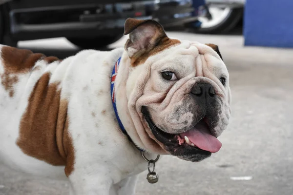 Blanco Inglés Bulldog de pie en el suelo y mirando a la cámara . — Foto de Stock