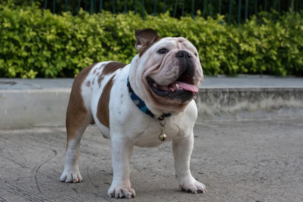 Beyaz İngilizce Bulldog stand katta ve gülümseme