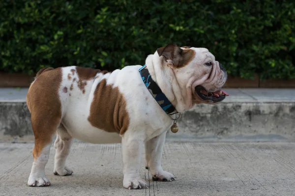 Blanco Inglés Bulldog pie en el suelo en la calle — Foto de Stock