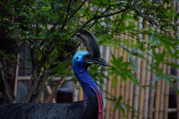 Zblízka hlavou cassowary, nejnebezpečnější ptáka na světě. — Stock fotografie