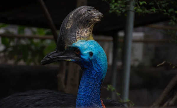 Close up head of cassowary, the world's most dangerous bird. — Stock Photo, Image