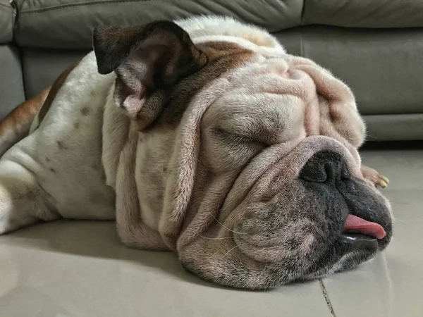 Yerde yatarım beyaz İngilizce bulldog, uykulu, şişman köpek