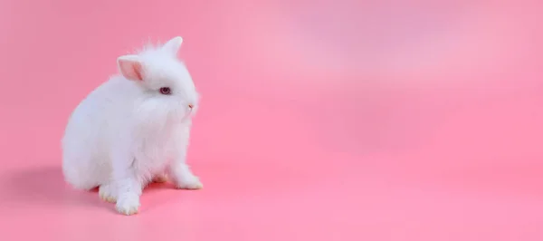 Coelhinho fofo branco no fundo rosa limpo, pequeno coelho branco e espaço de cópia para texto — Fotografia de Stock