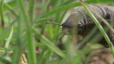 Siyah böceği çimenlerin üzerinde