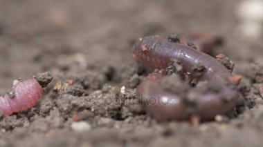 Kırmızı solucan solucan makro video
