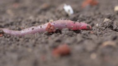 Kırmızı solucan solucan makro