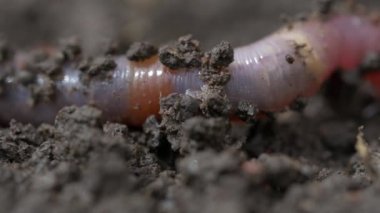 Kırmızı solucan solucan makro