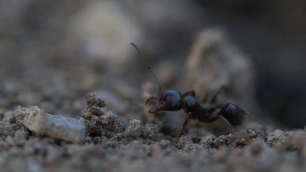 Grandes Hormigas Macro Video — Vídeo de stock