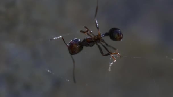 Ant Trapped Spider Web — Stock Video