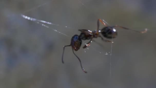 Ant Trapped Spider Web — Stock Video