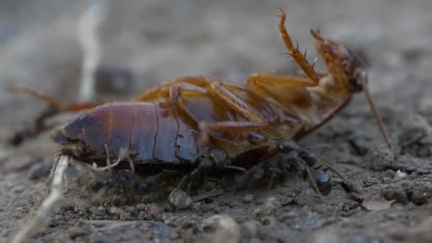 Ants Eating Cockroach — Stock Video