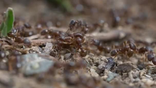 Ordu Karıncalar Ekip Çalışması — Stok video