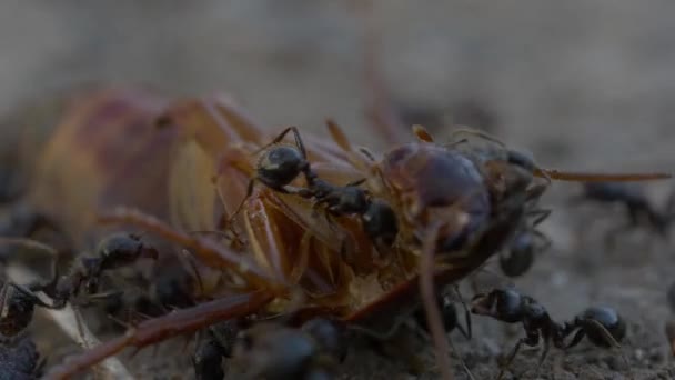 Ants eating a cockroach closeup