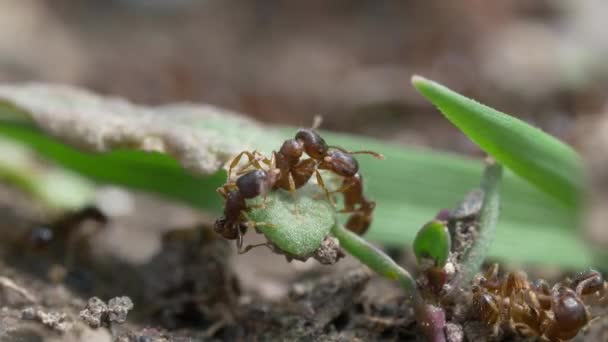 Μυρμήγκια Μάχη Μακροεντολή Βίντεο — Αρχείο Βίντεο
