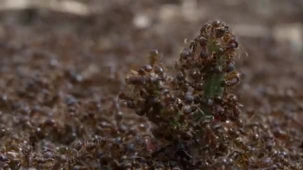 Army Ants Macro Video — Stock Video