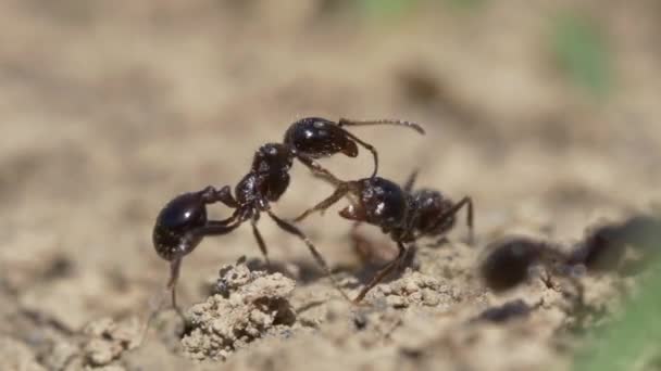 Ameisen Leben Makro Video — Stockvideo